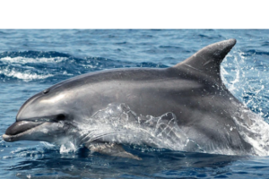 Delfino