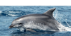 Delfino